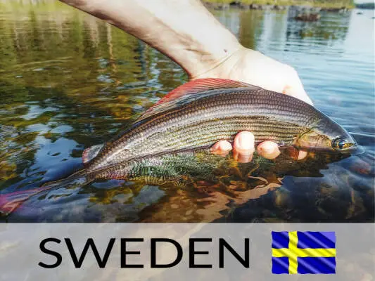 Markus Heiss - Pesca en Suecia: entre el tímalo y la naturaleza