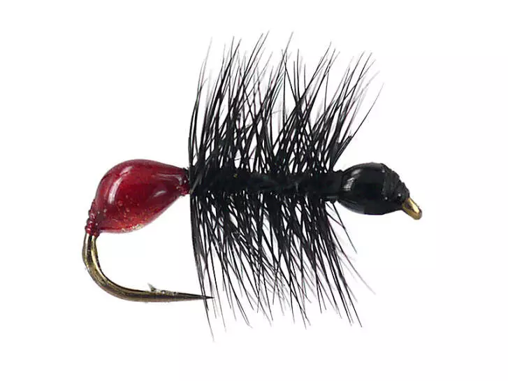 Hard Body Bicoloured Red Black Ant