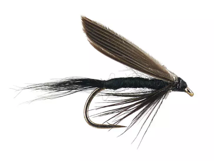 Black Gnat