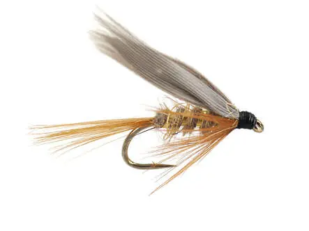 Gold Ribbed Hares Ear