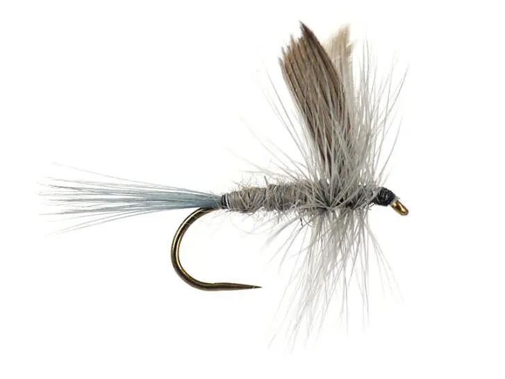 Blue Dun BL 16
