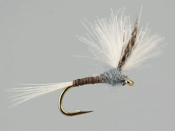CDC Quill Gordon 12