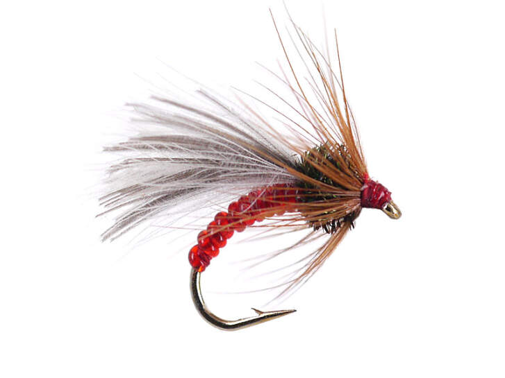 Red Grayling Dream 12