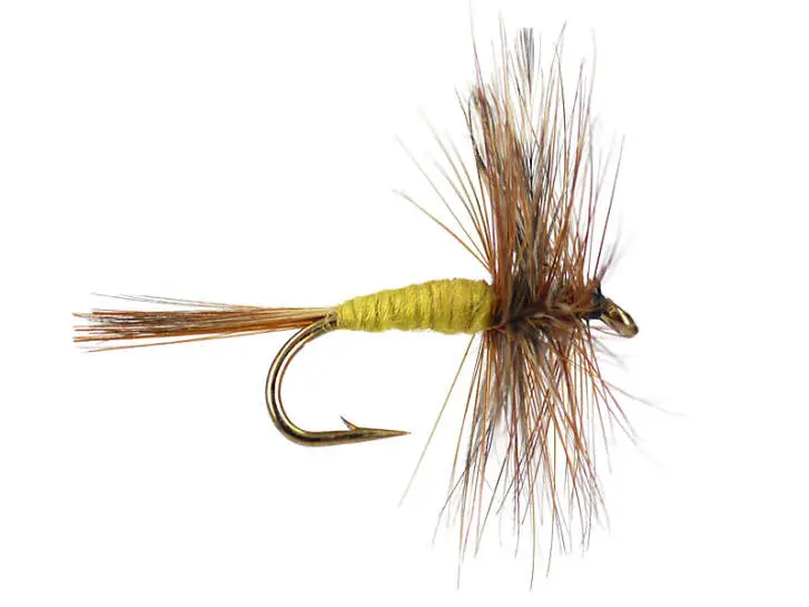 Adams Yellow 16