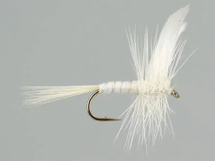 White Miller 16