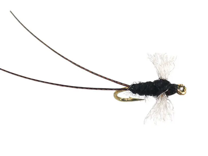 Tricorythodes Dun 16
