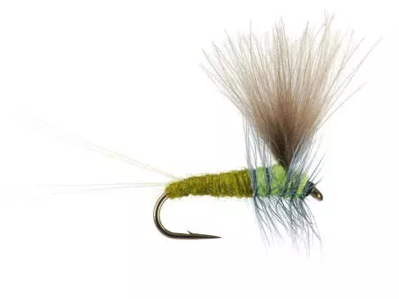 Bwo Dun 01