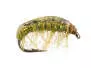 Gammarus 01 - Pale Olive