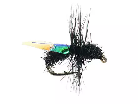 G7 Black Ant 01