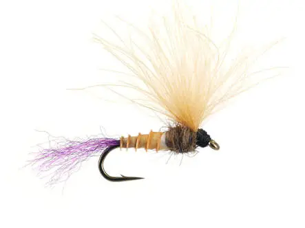 Bwo Emerger 02 16