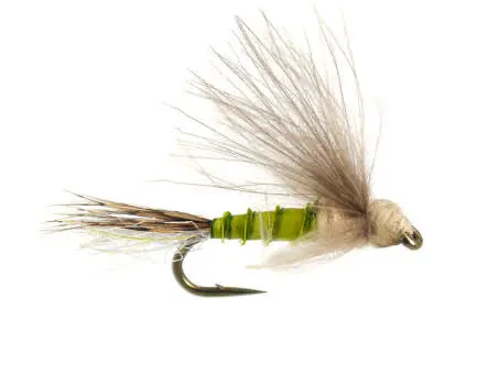 Bwo Transition Dun 16