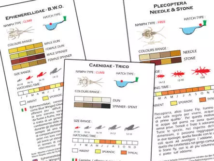 Set Ephemeridae (May Fly) - XL - 7 moscas