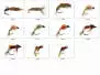 Set Trichoptera (Larve - Pupe - Emerger) - L - 11 moscas