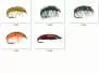 Set Crustacea (Gammarus & Asellus) - XS - 10 moscas