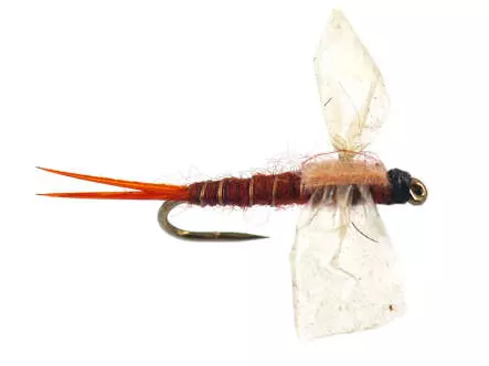 CDC Cripple - L Cripple