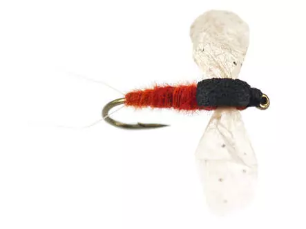 CDC Cripple - Brown-Reddish