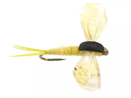 CDC Cripple - E Cripple