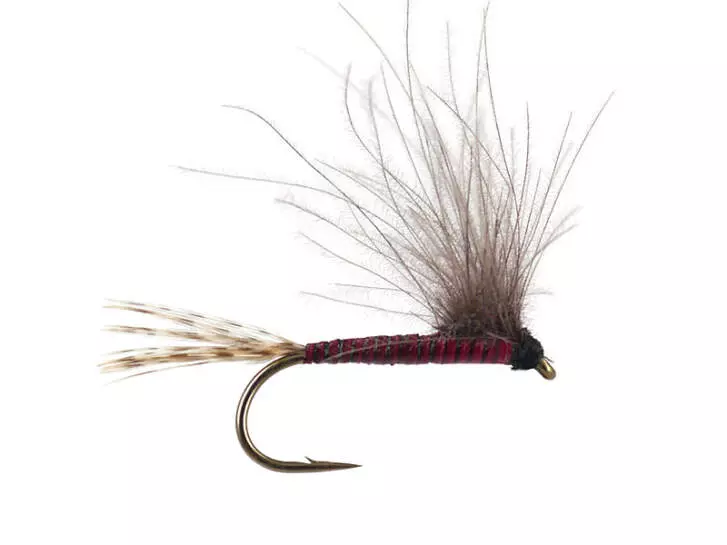CDC BWO - Red