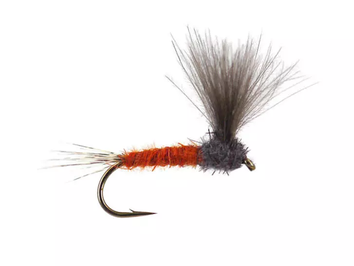 CDC Upright - Rusty Ecdyo