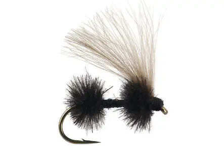 CDC Black Ant 02