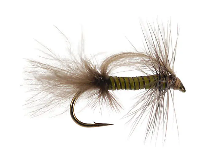 CDC Stillborn - Medium Olive 16