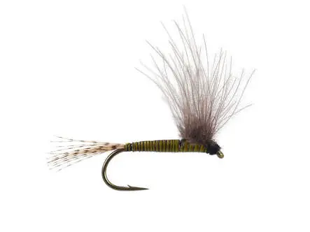 CDC BWO - Olive 18