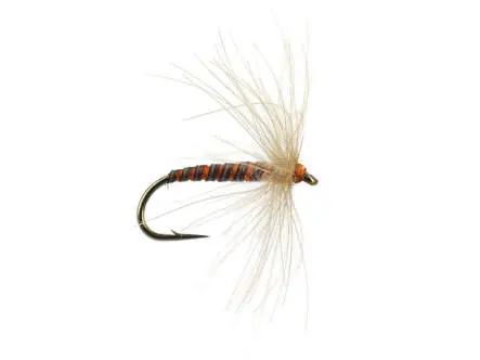 CDC Croupion De Canard 18