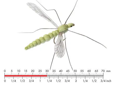 Cranefly Olive Grey (25mm Body)