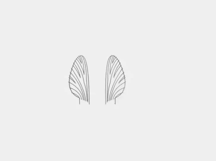 Plástico para alas Mayfly - tamaño M4