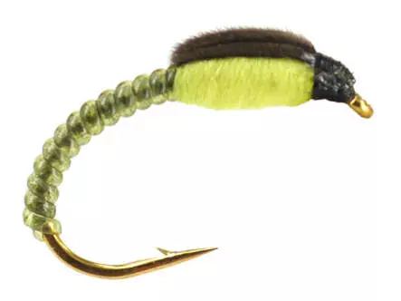 Camolera Corégono THORAX COLLECTION