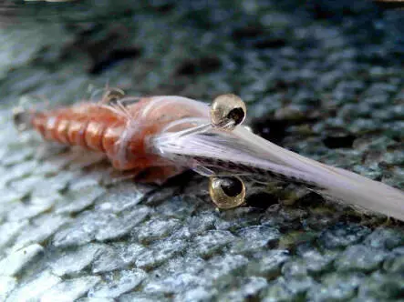 MW Good Year Shrimp Sand