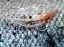 MW Good Year Shrimp Sand