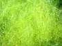 UV-ICE DUBBING hotfly - 1 g - chartreuse uv