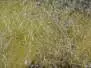 UV-ICE DUBBING hotfly - 1 g - light olive uv