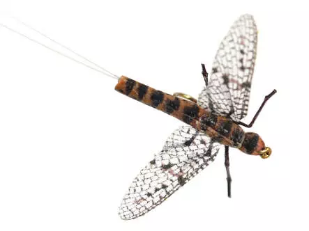 X-true Brown Drake