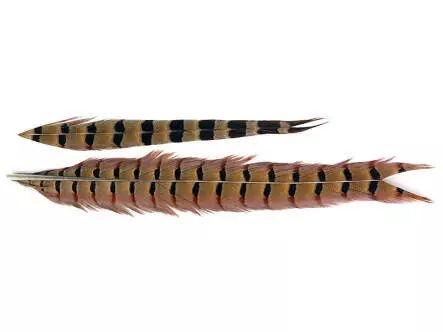 PLUMA DE COLA DE FAISAN 1° CALIDAD hotfly - 1 pcas. - ca. 50 cm