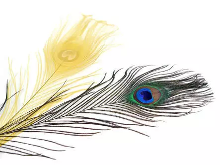 OJO PAVO REAL (PEACOCK EYE) hotfly - 1 pcas. - ca. 30 cm