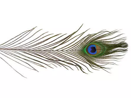 OJO PAVO REAL (PEACOCK EYE) hotfly - 1 pcas. - ca. 30 cm