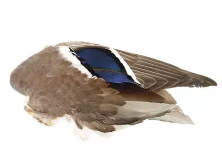 ALA DE PATO AZULÓN hotfly