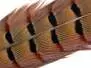 PLUMA DE COLA DE FAISAN 1° CALIDAD hotfly - 1 pcas. -...