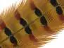 PLUMA DE COLA DE FAISAN 1° CALIDAD hotfly - 1 pcas. -...