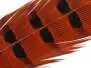 PLUMA DE COLA DE FAISAN 1° CALIDAD hotfly - 1 pcas. -...