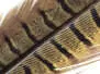 PLUMA DE COLA DE FAISAN 1° CALIDAD hotfly - 1 pcas. -...