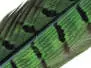 PLUMA DE COLA DE FAISAN 1° CALIDAD hotfly - 1 pcas. -...
