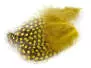 PLUMAS DE GALLINA DE GUINEA (GUINEA FOWL) hotfly - 10...