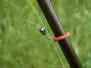 ANILLA REMOVIBLE para cañas de mosca para pesca a hilo