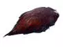 CUELLO DE GALLO basic fly fishing