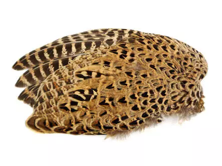 ALA DE FAISAN FEMENINO hotfly