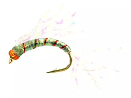 Camolera Alosa agone CRYSTAL WING