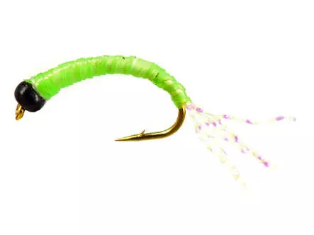 Camolera Alosa agone CHARTREUSE GLOWING